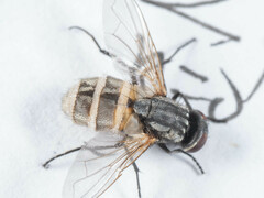 Musca domestica
