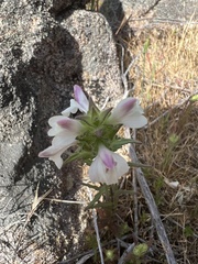Bellardia trixago