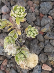 Psiadia callocephala