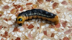 Daphnis nerii