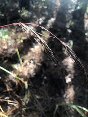 Sorghastrum elliottii
