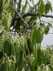 Stilpnia vitriolina