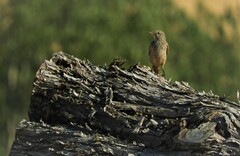 Monticola saxatilis