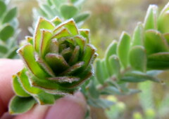 Leucospermum truncatulum