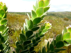 Leucospermum truncatulum