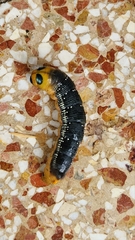 Daphnis nerii