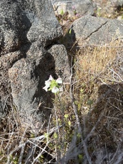 Bellardia trixago