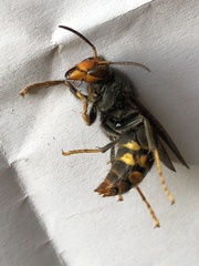 Vespa velutina nigrithorax