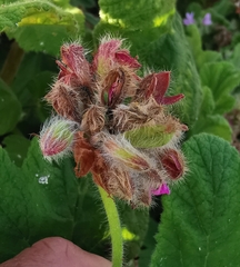 Pelargonium panduriforme