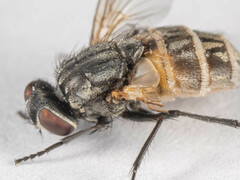 Musca domestica