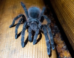 Eupalaestrus spinosissimus