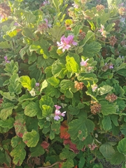 Pelargonium panduriforme