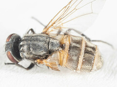 Musca domestica