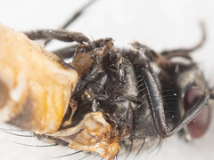 Musca domestica