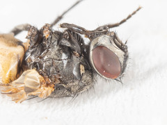 Musca domestica