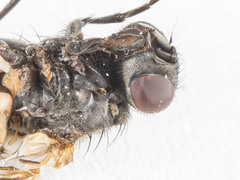 Musca domestica