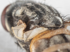Musca domestica