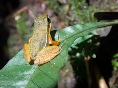 Hylodes phyllodes