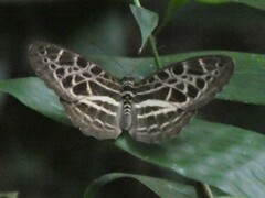 Catuna crithea