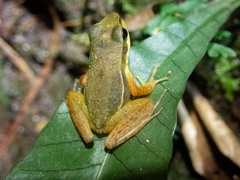 Hylodes phyllodes