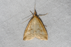 Udea lutealis