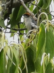 Stilpnia vitriolina