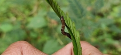 Hyposidra