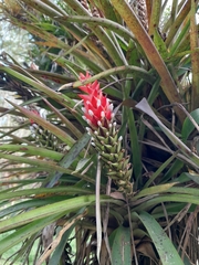 Guzmania monostachia