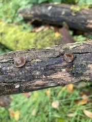 Auricularia auricula-judae