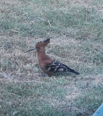 Upupa epops africana