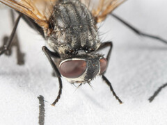 Musca domestica