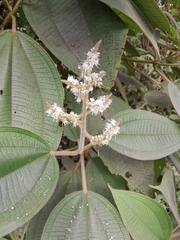 Miconia aeruginosa