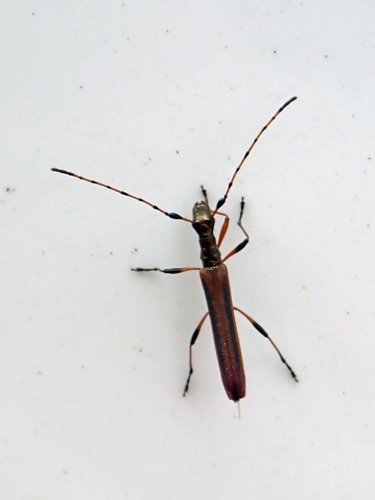 Simocrysa discolor