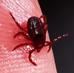 Rhipicephalus sanguineus