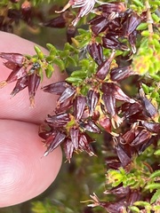 Erica interrupta
