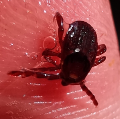 Rhipicephalus sanguineus