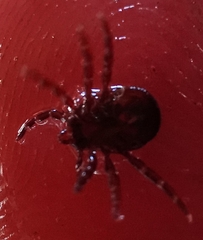 Rhipicephalus sanguineus