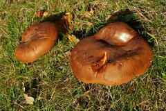 Agaricomycetes