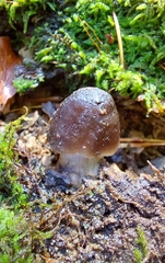 Agaricomycetidae