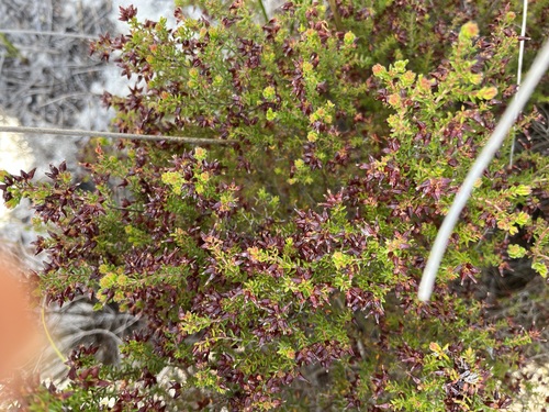 Image of Erica interrupta by (c) Charleen Brunke, some rights reserved (CC BY)