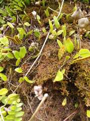 Microgramma piloselloides