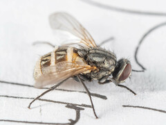 Entomophthora