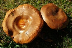 Agaricomycetes