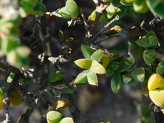 Drosanthemum asperulum