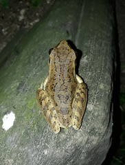 Scinax nasicus