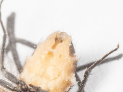 Entomophthora