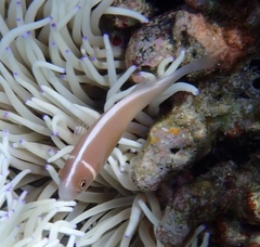 Amphiprion perideraion