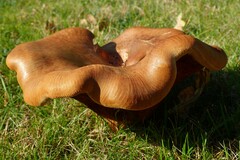 Agaricomycetes