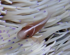 Amphiprion perideraion