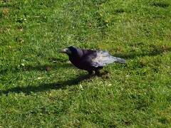 Corvus frugilegus